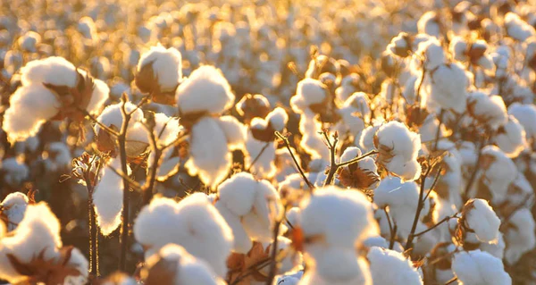 where_does_cotton_come_from_f5668644-c33d-4537-8bcf-e30d1e6589a5_grande